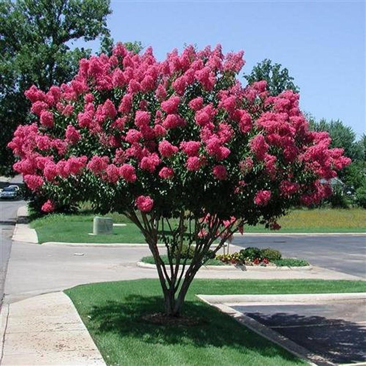 Насіння Лагерстремія індійська Індійський бузок Lagerstroemia indica 5 шт./уп.