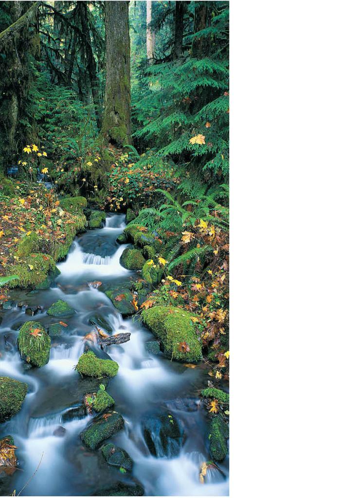 Фотообои на бумажной основе Artdecor Ручеёк 201х097 см (2000000451565)