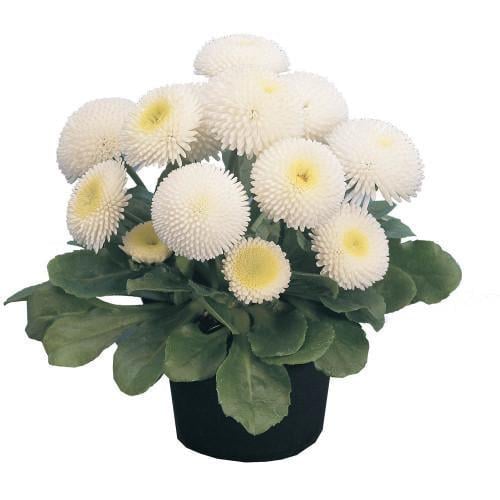 Семена цветов Benary Маргаритка Tasso White 250 шт. (BN02958-3)
