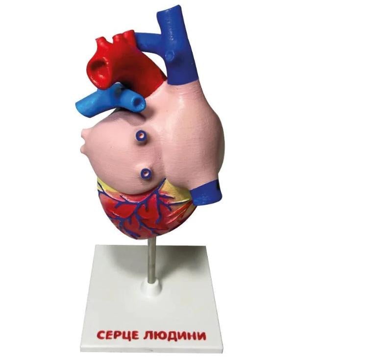 Обучающая демонстрационная модель EduMarket Сердце человека