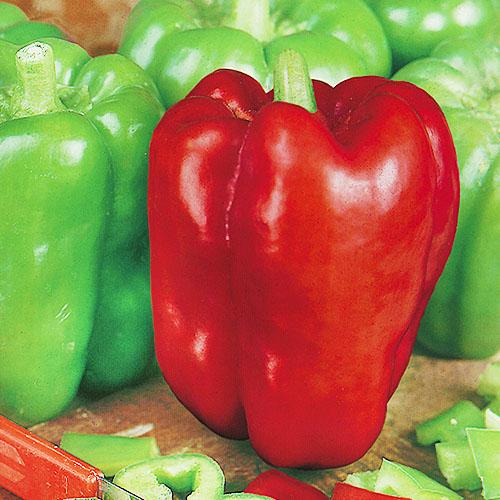 Семена Перець Florium Ожаровський (12251)