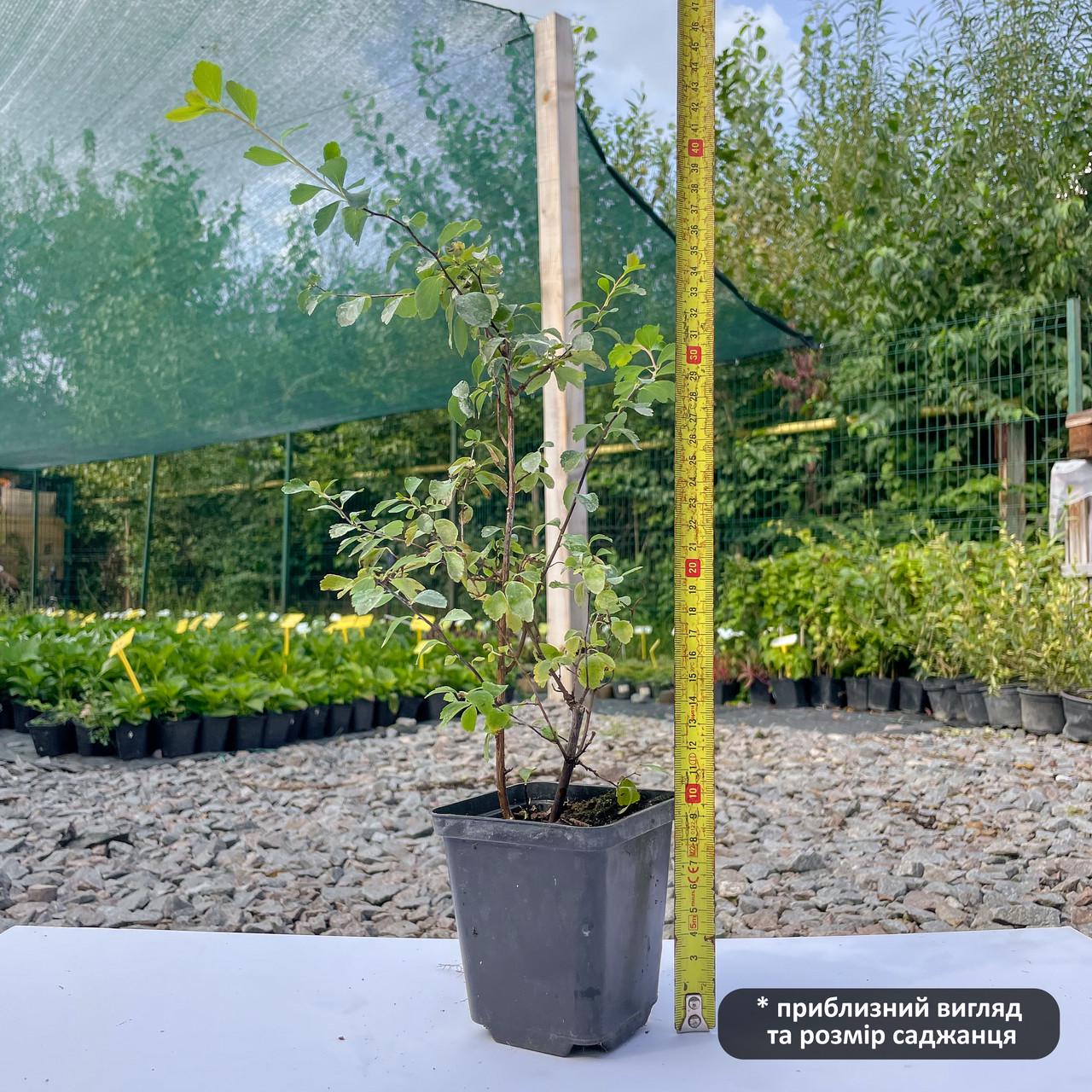 Саджанець спіреї Вангутта Spiraea Vanhouttei Р9 (1041576526) - фото 3 Саджанець спіреї Вангутта Spiraea Vanhouttei Р9 (1041576526) - фото 3