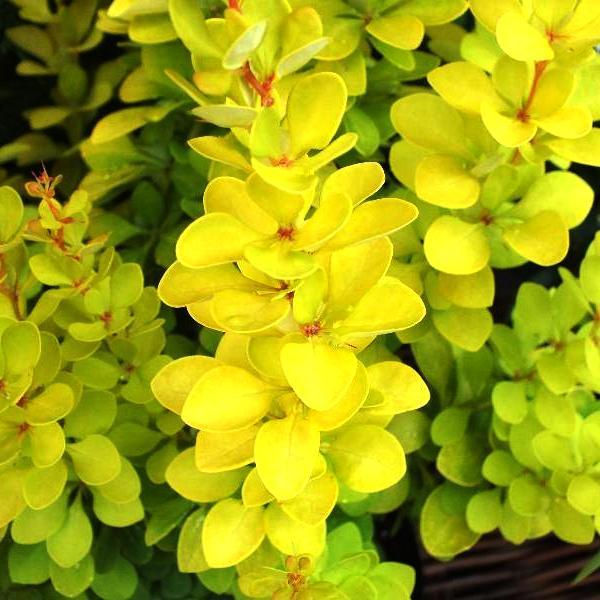 Саженец барбариса Тунберга Golden Torch Р9 (857130157)