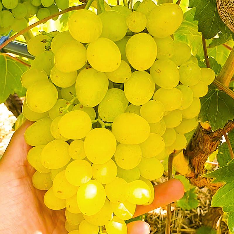 Саженец винограда Цимус очень ранний мускатный урожайный (1129936875)