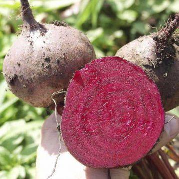 Насіння буряку Cultiva Столовий Бікорес 200 шт. (00276) - фото 2 Насіння буряку Cultiva Столовий Бікорес 200 шт. (00276) - фото 2