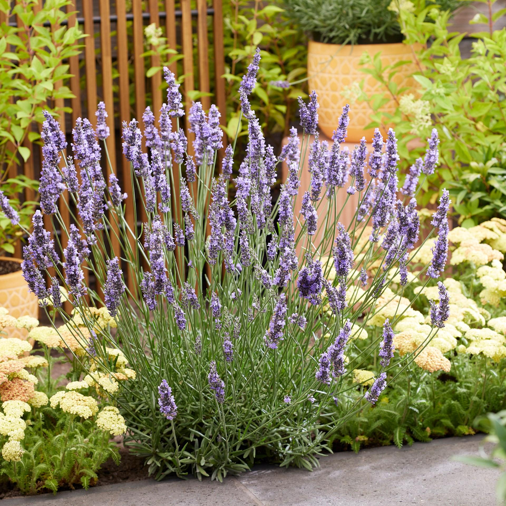 Саджанці Лаванда Sensational Сенсейшн (23470385) Саджанці Лаванда Sensational Сенсейшн (23470385)