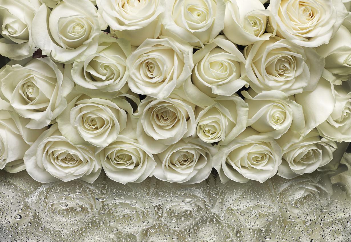 Обои Панно Komar A la Rose бумажные моющие 368х254 см (8-314) Обои Панно Komar A la Rose бумажные моющие 368х254 см (8-314)