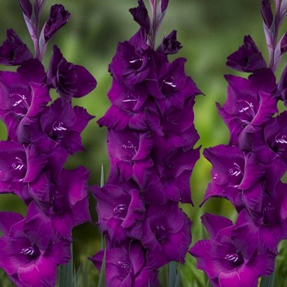 Гладіолус Пурпл Діамант Purple Diamond 3 шт. (38299961)