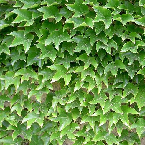 Саджанець винограду Вічі щепленого Parthenocissus tricuspidata Veitchii Р11 1 л (646780996)