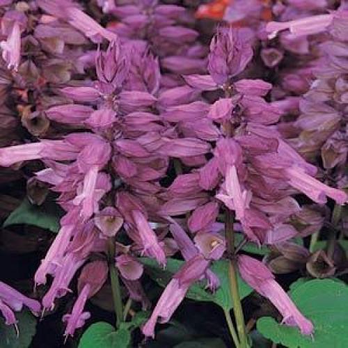 Семена цветов PanAmerican Сальвия блестящая VISTA LAVENDER 50 шт. (BN02440-3)