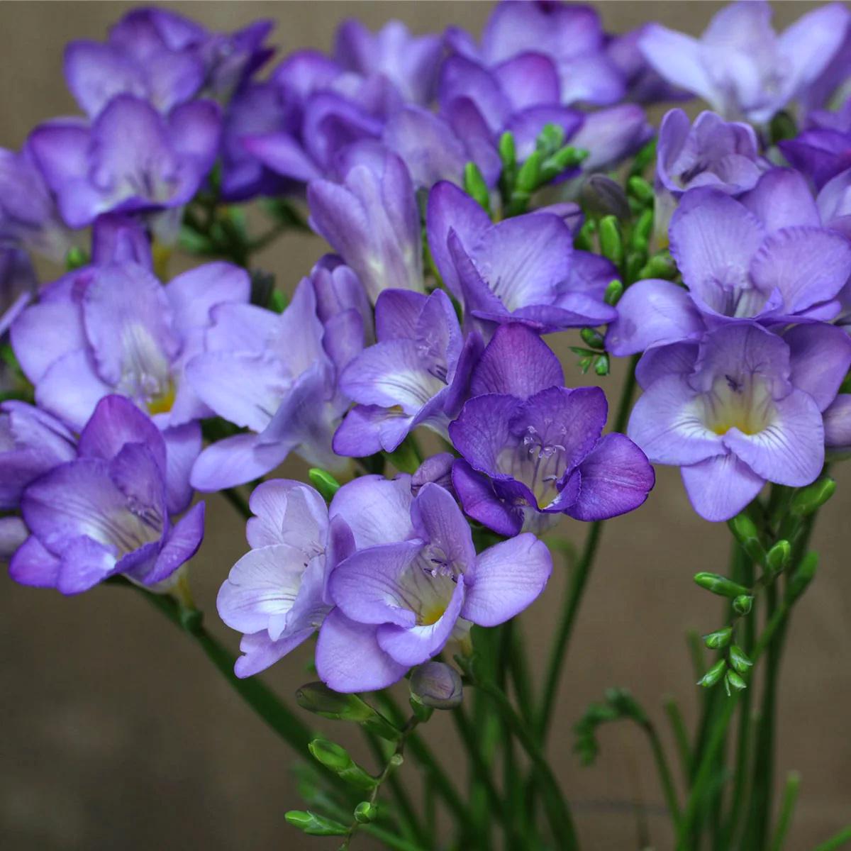 Фрезия простая Dobrodar Blue 3 шт. Синий (38300357)