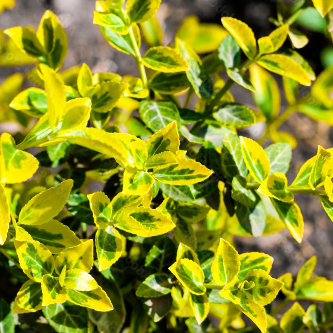 Бересклет Форчуна Emerald Gold Р9 (2669429262) - фото 2 Бересклет Форчуна Emerald Gold Р9 (2669429262) - фото 2