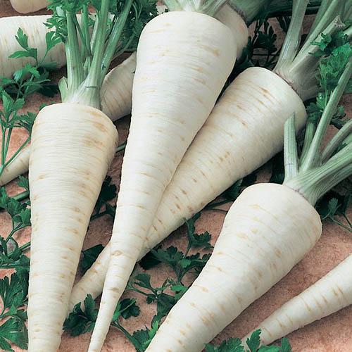 Насіння Петрушка Florium коренева на стрічці Оломунська 5м (18351) - фото 2 Насіння Петрушка Florium коренева на стрічці Оломунська 5м (18351) - фото 2