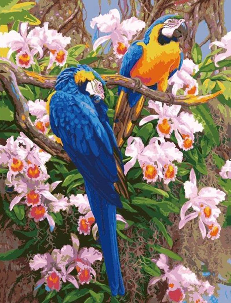 Картина по номерам Идейка Попугаи 40x50 см (skl-КНО1055)