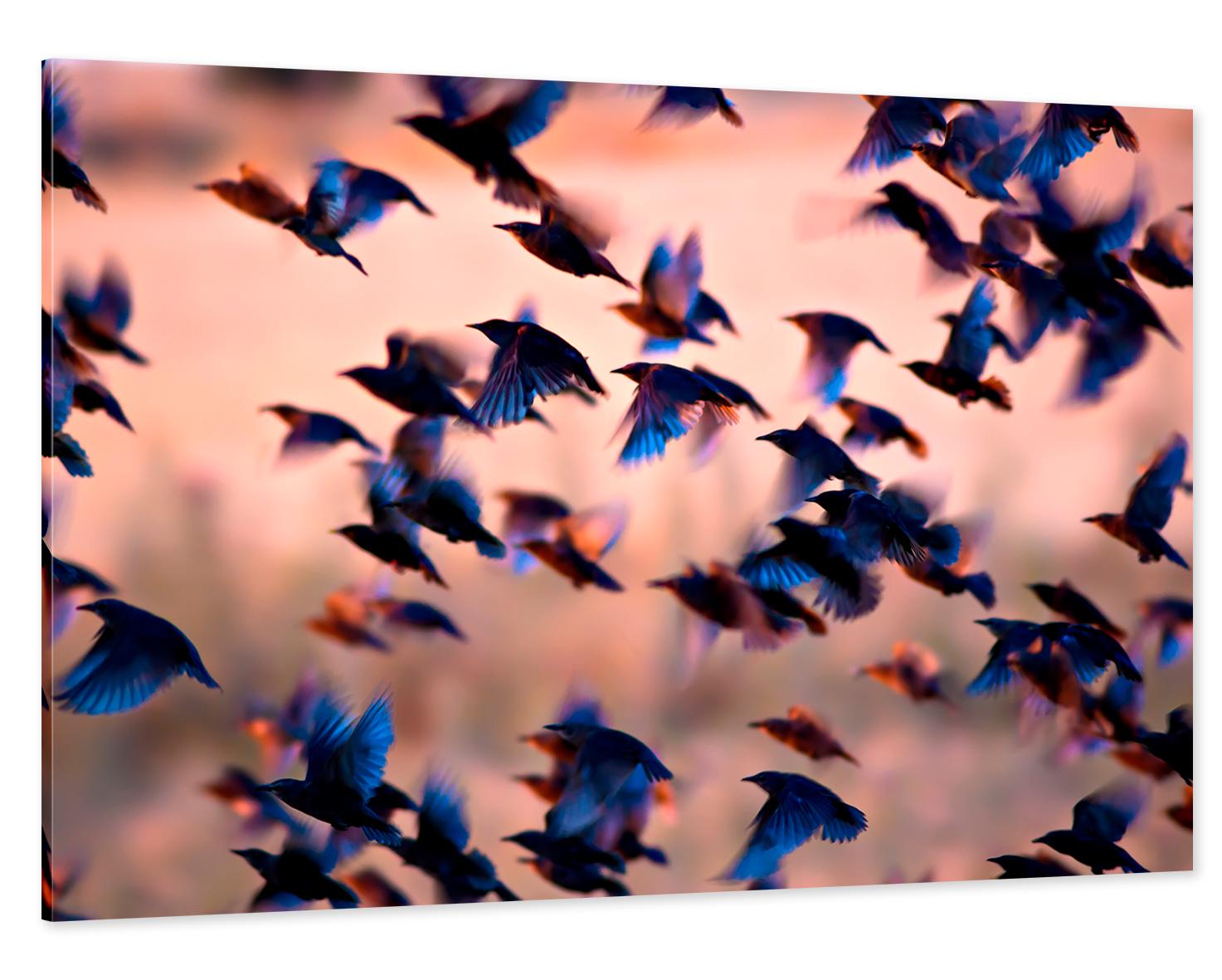 Картина на полотні у вітальню/спальню Пташки 50х100 см (MLP_12)