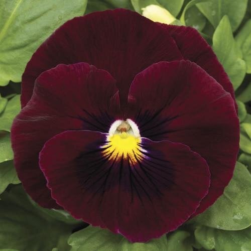 Семена цветов Виола Mammoth Rocky Rose Syngenta 25 шт. (BN03260-4)