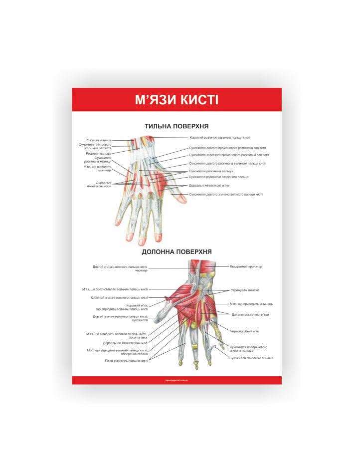 Плакат Vivay Мышцы кисти 60х80 см (25670150)