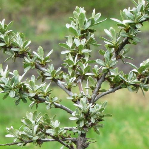 Саджанець Обліпиха 2-річна Adam укорінена в контейнері хлопчик-запилювач (183826) Саджанець Обліпиха 2-річна Adam укорінена в контейнері хлопчик-запилювач (183826)