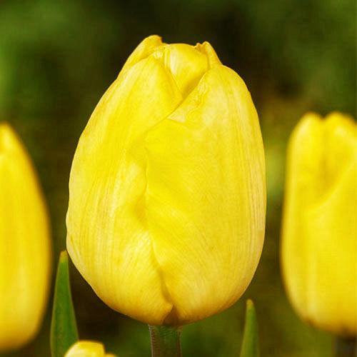 Тюльпан простой поздний Dobrodar Yellow Angel 6 шт. (38295280)