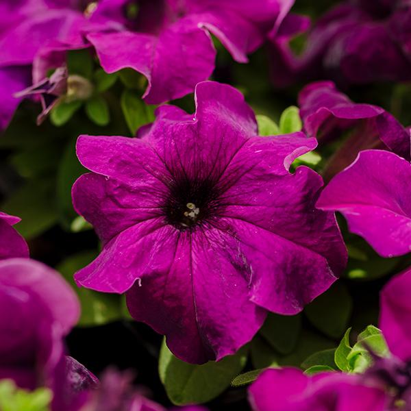 Петуния гибридная Лимбо F1 темно-пурпурная 50 шт. (38286768) Петуния гибридная Лимбо F1 темно-пурпурная 50 шт. (38286768)