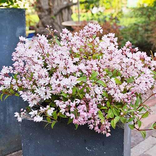 Дейция Florium Rosea (12865)