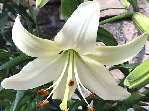 Цибулини квітів Лілія тигрова Біла Перлина Pearl White 3 шт. (38282633)
