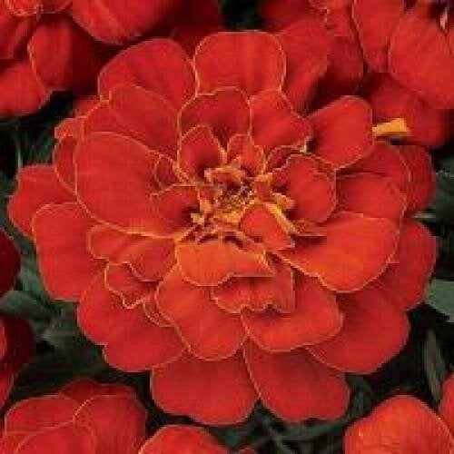 Насіння квітів PanAmerican Чорнобривці відхилені DURANGO 250 шт. Red (BN02596-2)