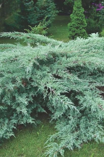 Можжевельник вергинский Грей Оул 5 л