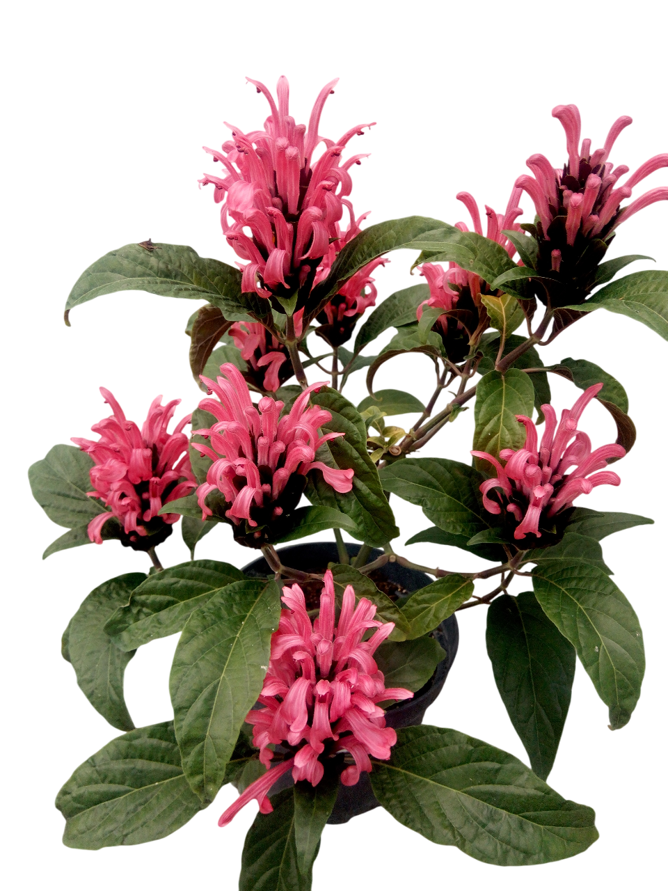 Растение Якобиния розовое саженец (26496812)