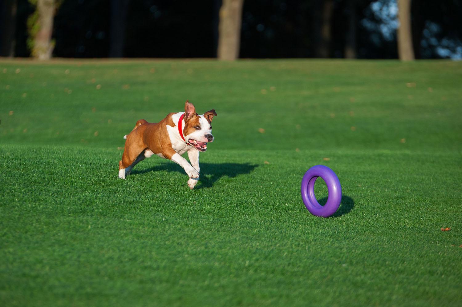 Тренировочный снаряд для собак Puller Maxi 30 см (6492) - фото 7