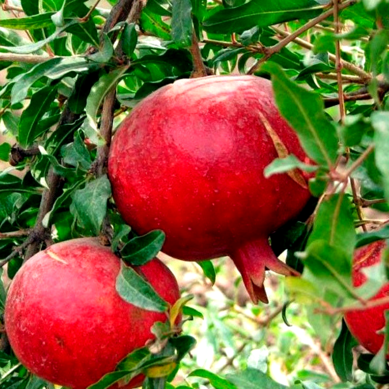 Саженец граната Азиатский трехлетний среднего срока зимостойкий (1366793249)