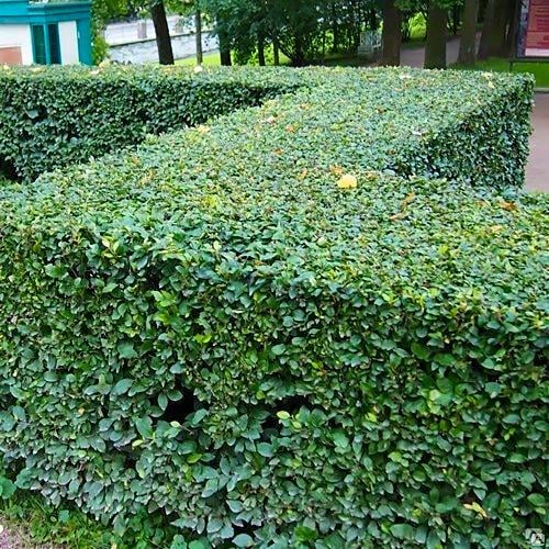 Саджанці кизильника блискучого/вертикального Р9 (1423688651)