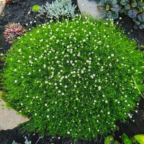 Саджанці мшанка шилоподібна Ірландський мох у горщику 0,5 л