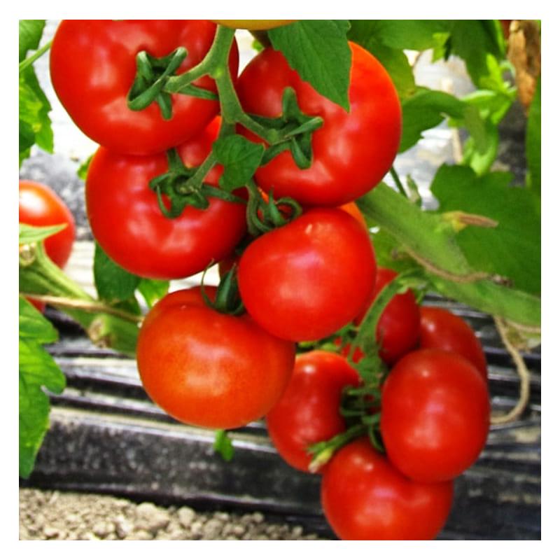 Насіння Томат Індетермінантний Rijk Zwaan ATTIYA F1 100 шт. (14102451)