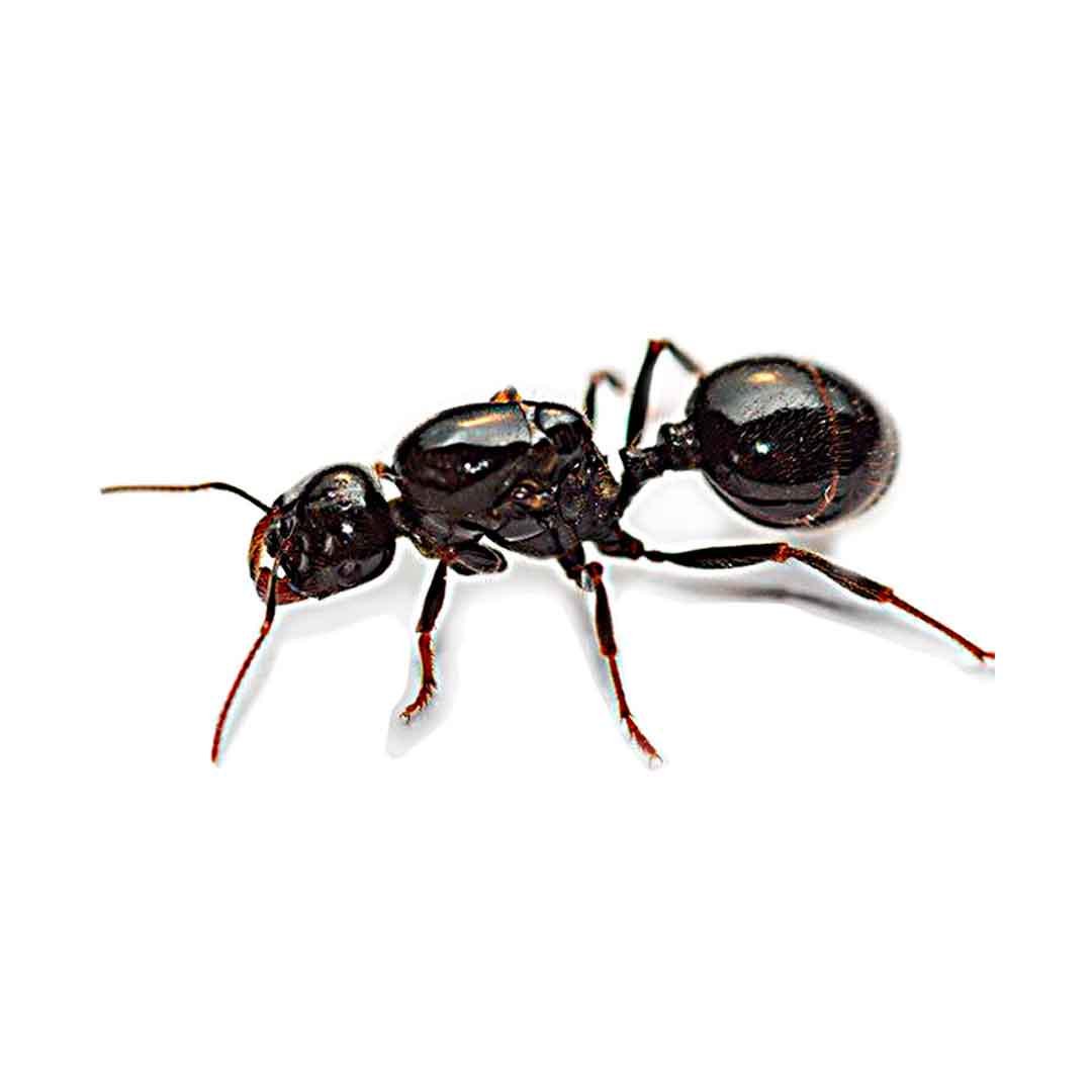 Колонія мурах Messor structor мураха жнець матка/розплід/до 100 мурах для мурашиної ферми