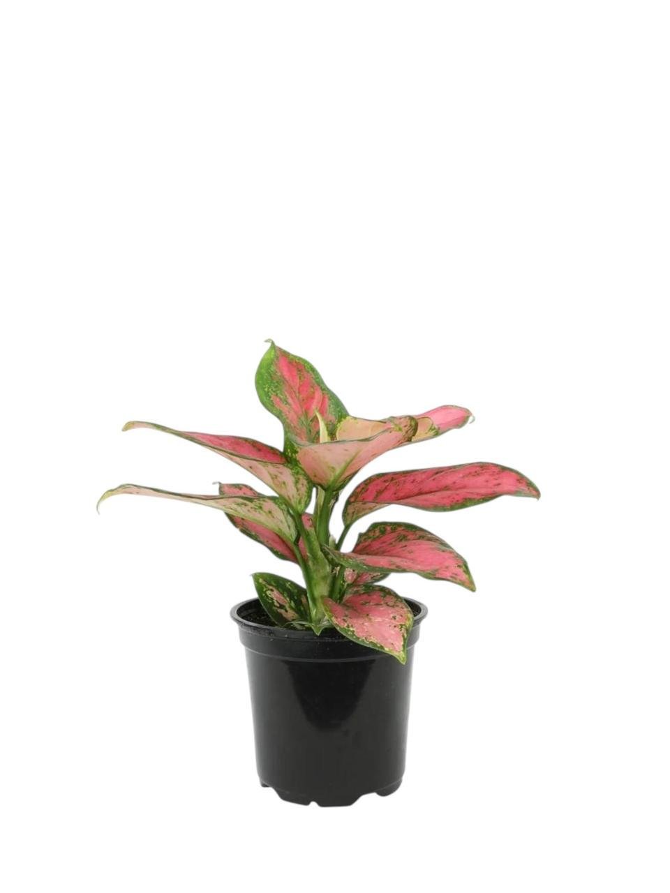 Аглаонема Ред Валентин 12/35 см (2698899205) - фото 2 Аглаонема Ред Валентин 12/35 см (2698899205) - фото 2