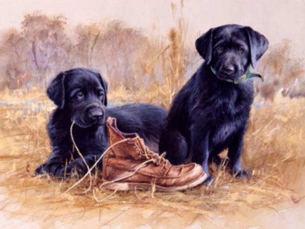 Картина по номерам Josef Otten Животные Щенки 40х50 см в термопакете (6381EOTG_O-mt) Картина по номерам Josef Otten Животные Щенки 40х50 см в термопакете (6381EOTG_O-mt)