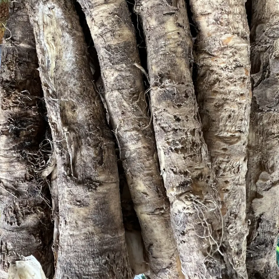 Коріння хріна свіжі соковиті тверді великі з гострим смаком ароматні м'ясистий пакет 1 кг (29377540) - фото 1 Коріння хріна свіжі соковиті тверді великі з гострим смаком ароматні м'ясистий пакет 1 кг (29377540) - фото 1