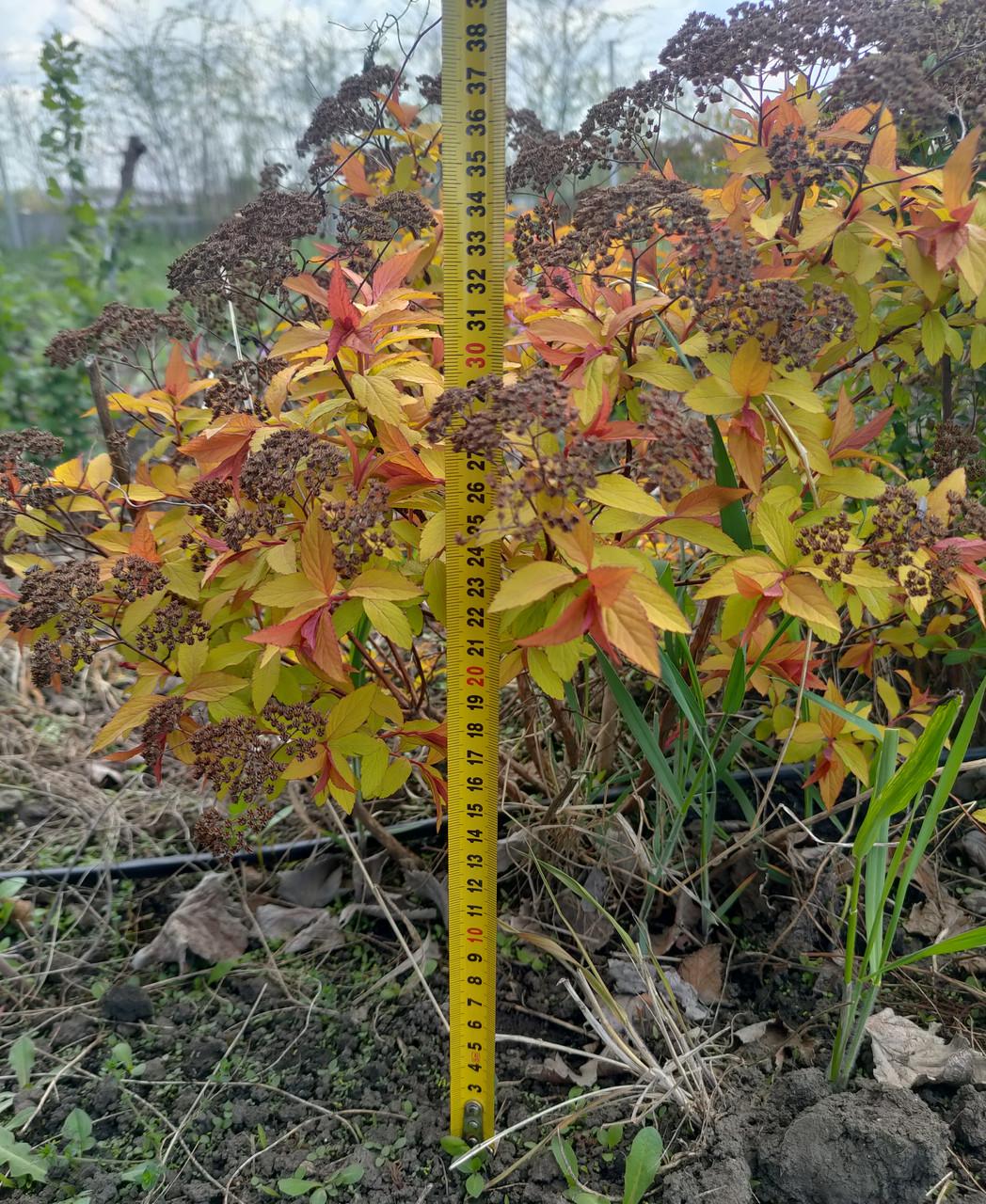 Саджанці спірея японська Spiraea japonica Gold flame у горщику 2 л - фото 2