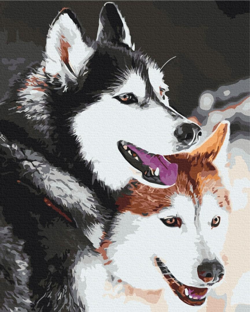 Картина по номерам Brushme Премиум Хаски 40x50 см (PBS28714)