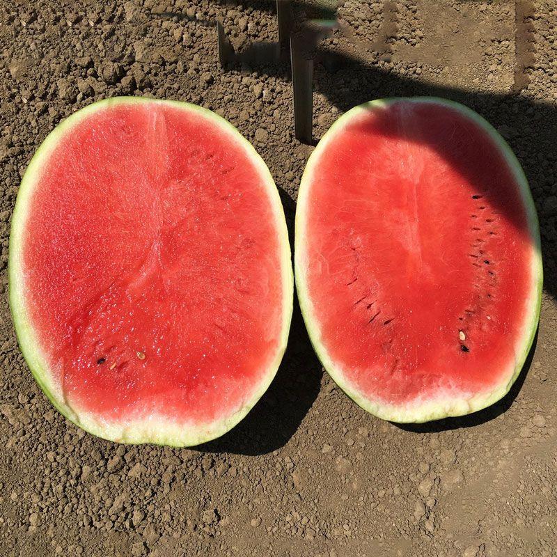 Насіння Кавун Clause LIVIA F1 1 000 шт. (2289724382)