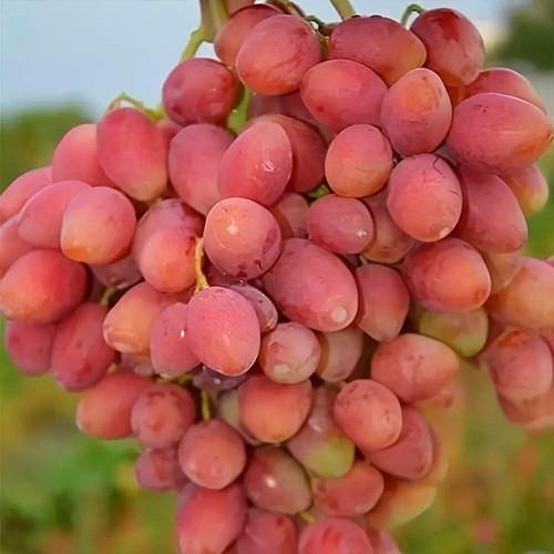 Саженцы винограда Анжелика черенкованный 2-летний (2928201076)