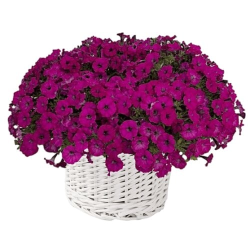 Семена цветов Петуния многоцветковая Mini Stellina Violet Farao 5 шт. (BN13339-4)
