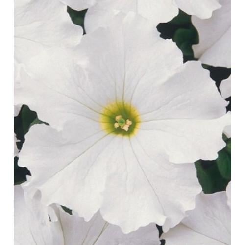 Семена цветов Петуния крупноцветковая Donna F1 White Farao 50 шт. (BN04643-3)