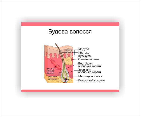 Плакат Vivay Строение волос 60х40 см (25610185)