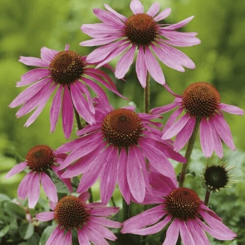 Семена цветов Эхинацея Prairie Splendor Deep Rose Syngenta 10 шт. (BN04240-4)
