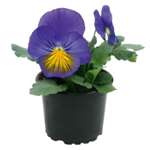 Семена цветов Виола CatsPlus Blue&Yellow Benary 25 шт. (BN12181-4)