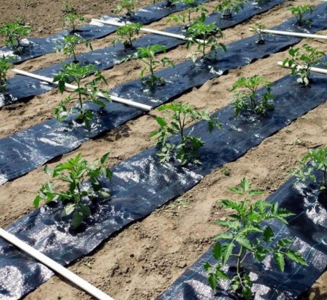 Агротканина Growtex 100 г/м2 1,1х100 м - фото 2 Агротканина Growtex 100 г/м2 1,1х100 м - фото 2