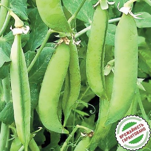 Семена Горох Florium Скинадо (6244) - фото 3