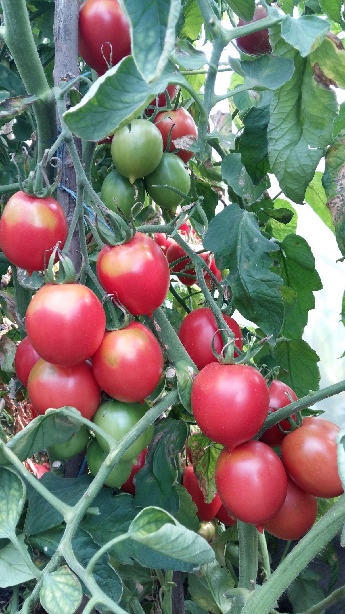 Семена томата Сиреневая Сливка 25 шт./5 пак (38274289)